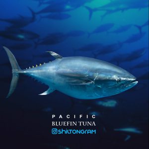 ماهی تون باله آبی (bluewfin)