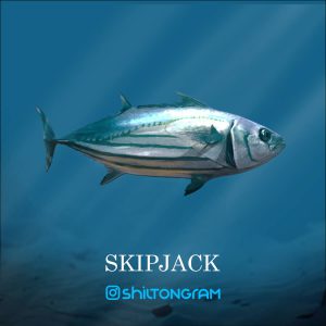 مقاله ماهی تون هوور (Skipjack) شیلتون