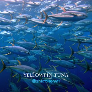 مقاله ماهی تون باله زرد، گیدر (Yellowfin) شیلتون