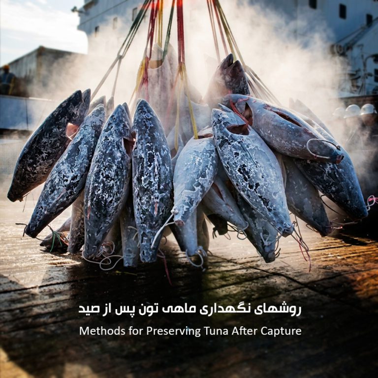 روش های نگهداری ماهی تون پس از صید