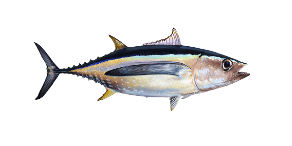 ماهی تون آلباکور (Albacore Tuna)