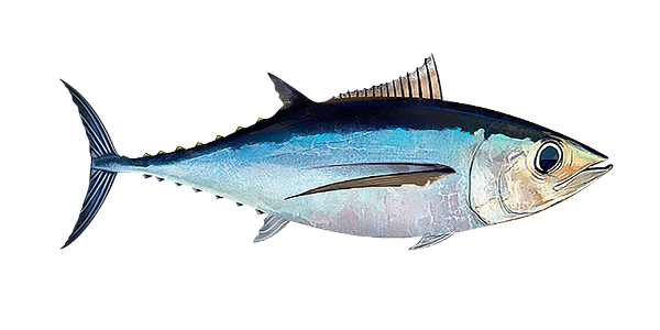 ماهی تون درشت چشم (Big Eye)