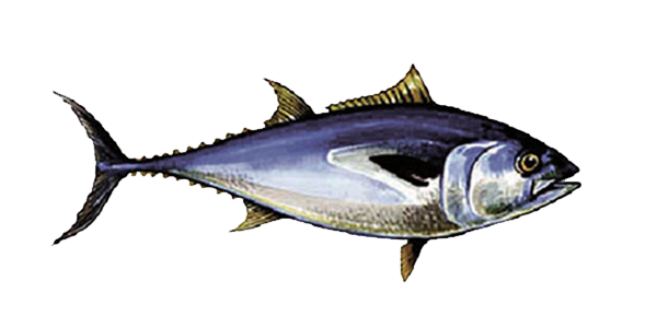 ماهی تون آبی باله شمالی (North Pacific Bluefin Tuna)