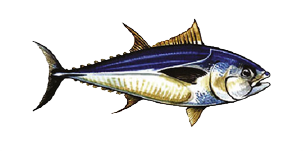ماهی تون آبی اقیانوس آرام (Pacific Bluefin Tuna)