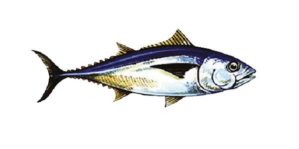 ماهی تون آبی باله اقیانوس آرام جنوبی (Southern Pacific Bluefin Tuna)
