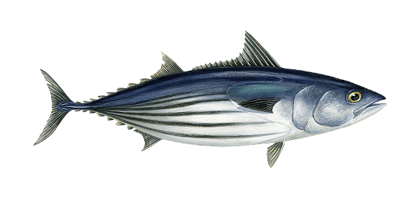 ماهی تون هوور، اسکیپ جک (Skipjack)