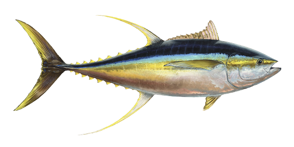 ماهی تون گیدر، زرد باله (Yellowfin Tuna)